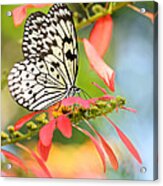 Rice Paper Butterfly In The Garden Acrylic Print