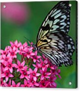 Rice Paper Butterfly Acrylic Print