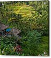 Rice Terraces - Bali Acrylic Print
