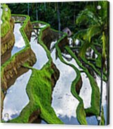 Rice Terraces In Central Bali Indonesia Acrylic Print