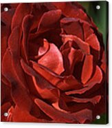 Rich Is Rose Acrylic Print