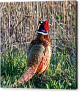 Ring-necked Pheasant Acrylic Print