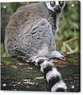 Ring-tailed Lemur Portrait Madagascar Acrylic Print