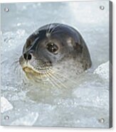 Ringed Seal Surfacing In Brash Ice Acrylic Print