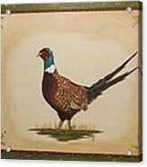 Ringneck Pheasant Acrylic Print