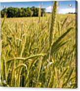 Ripe Corn Acrylic Print