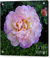 Ritzy Pink Rose Acrylic Print
