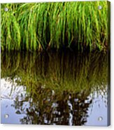 Riverbank Wild Grass Acrylic Print