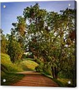 Road By The Tree Acrylic Print