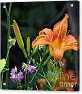 Roadside Daylily Iii Acrylic Print