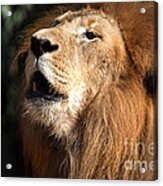 Roar - African Lion Acrylic Print