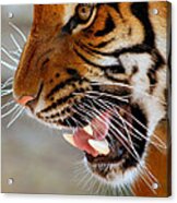 Roar Acrylic Print