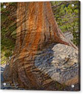 Rock Tree Weathered Stone Texture Acrylic Print