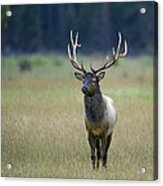 Rocky Mountain Bull Elk 6x6 Acrylic Print