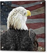 American Bald Eagle Acrylic Print