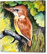 Rofous - Backed Kingfisher Acrylic Print