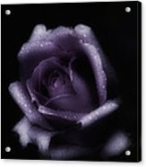 Romantic Purple Rose Acrylic Print