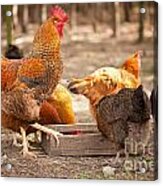 Rhode Island Red Hens Eating From Feeder Acrylic Print