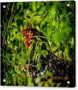 Rooster In A Tree Acrylic Print