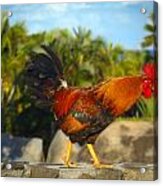 Caribbean Rooster Acrylic Print