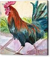 Rooster Acrylic Print