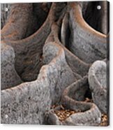Roots Of The Fig Acrylic Print