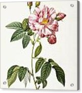 Rosa Gallica Versicolor Acrylic Print