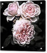 Rose 3 Acrylic Print