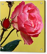 Rose And Rose Buds Acrylic Print