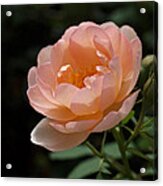 Rose Blush Acrylic Print