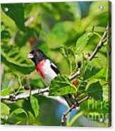 Rose-breasted Grosbeak Acrylic Print