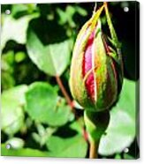 Rose Bud Acrylic Print