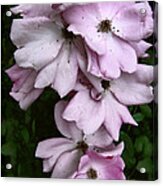 Rose Cluster Acrylic Print