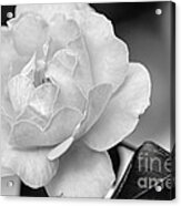 Rose In Black And White By Kaye Menner Acrylic Print
