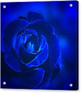 Rose In Blue Acrylic Print