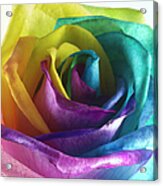 Rose In Rainbow Colors Acrylic Print