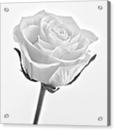 Rose Acrylic Print