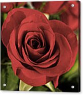 Rose Acrylic Print