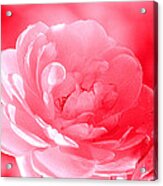 Rose Red Acrylic Print