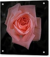 Rose Acrylic Print