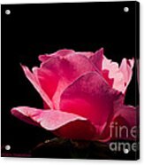 Rose Rose On Black Acrylic Print