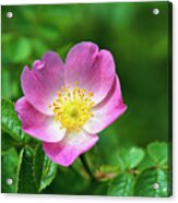 Rose 'sweet Briar' Flower Acrylic Print