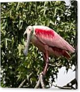 Roseate Spoonbill  What Are You Looking At 2 Acrylic Print