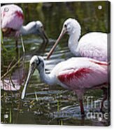 Roseate Spoonbills No.4 Acrylic Print