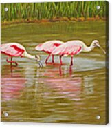 Roseatte Spoonbill Party Acrylic Print