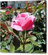 Roses Near A Country House Acrylic Print