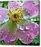 Rosey Raindrops Acrylic Print