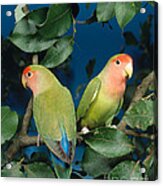 Rosyfaced Lovebirds Acrylic Print