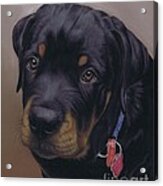 Rottweiler Dog Acrylic Print