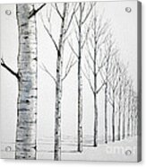 Row Of Birch Trees In The Snow Acrylic Print